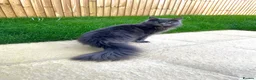 Maine Coon cats for sale: Active Imported Russian Mainecoons Queen for sale - Advert 9