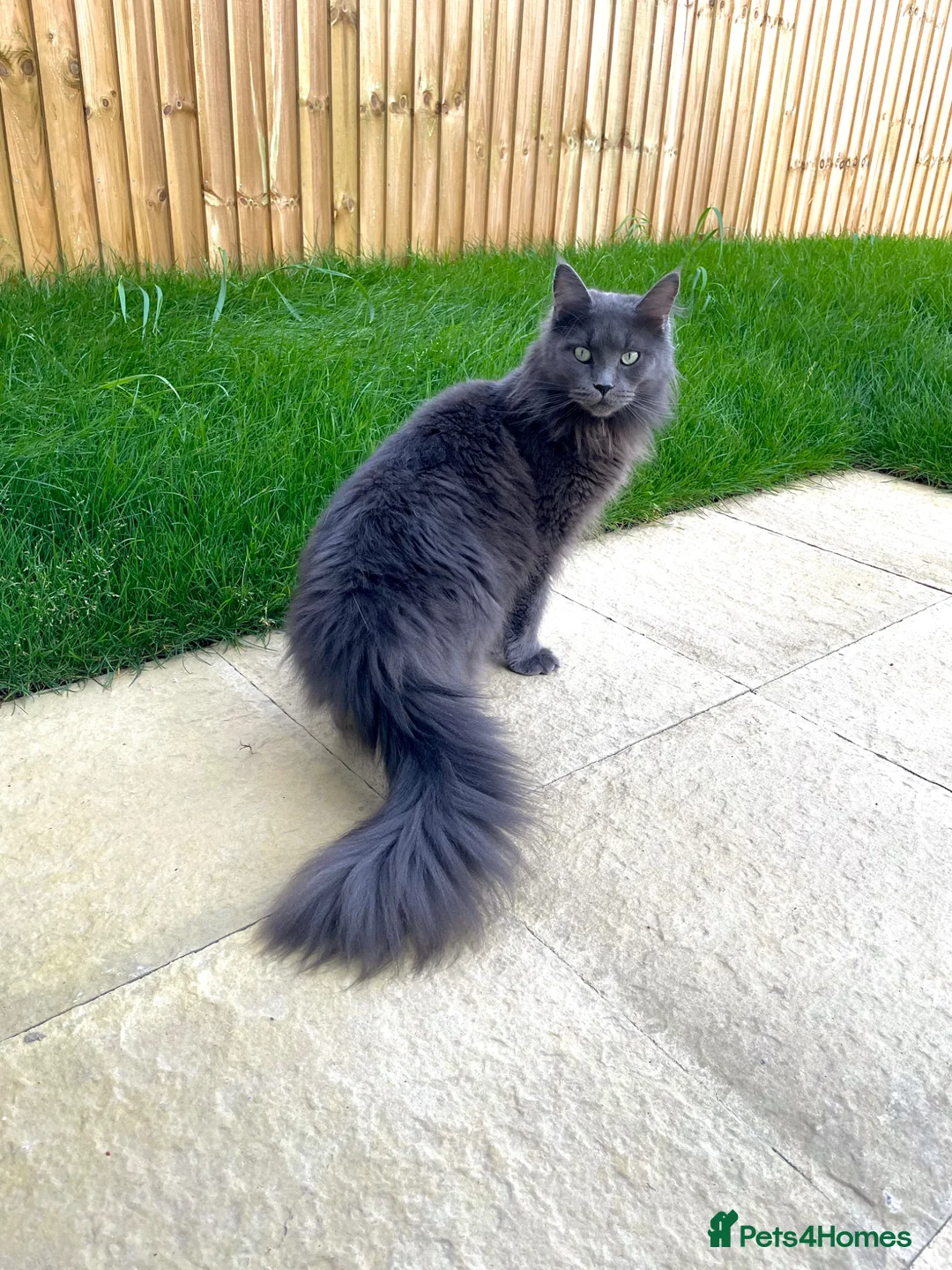 Maine Coon cats for sale: Active Imported Russian Mainecoons Queen for sale - Advert 9