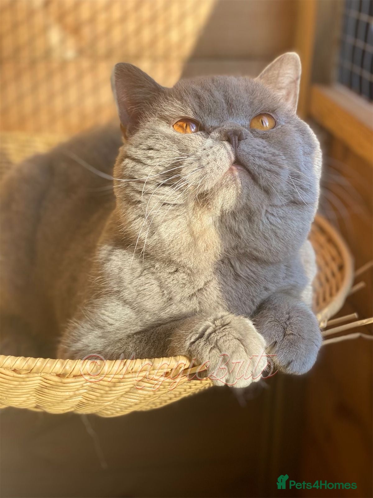 British Shorthair cats 🏆CHAMPION-line CHUNKY Lilac Stud 🏆BSH - Advert 2