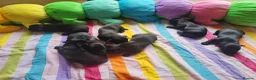 Skye Terrier dogs for sale: Skye Terrier - Advert 4