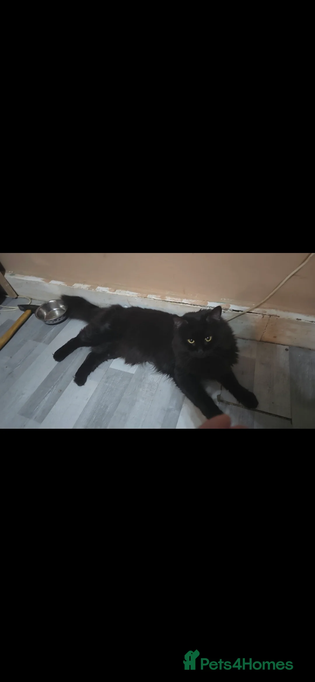 Maine Coon cats for sale: Maine coon - Advert 4