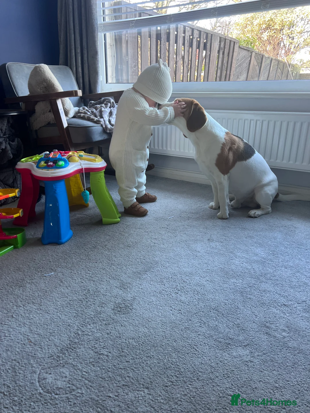 Beagle dogs for stud: Jeremy - Champion bloodlines in Hartlepool - Advert 8