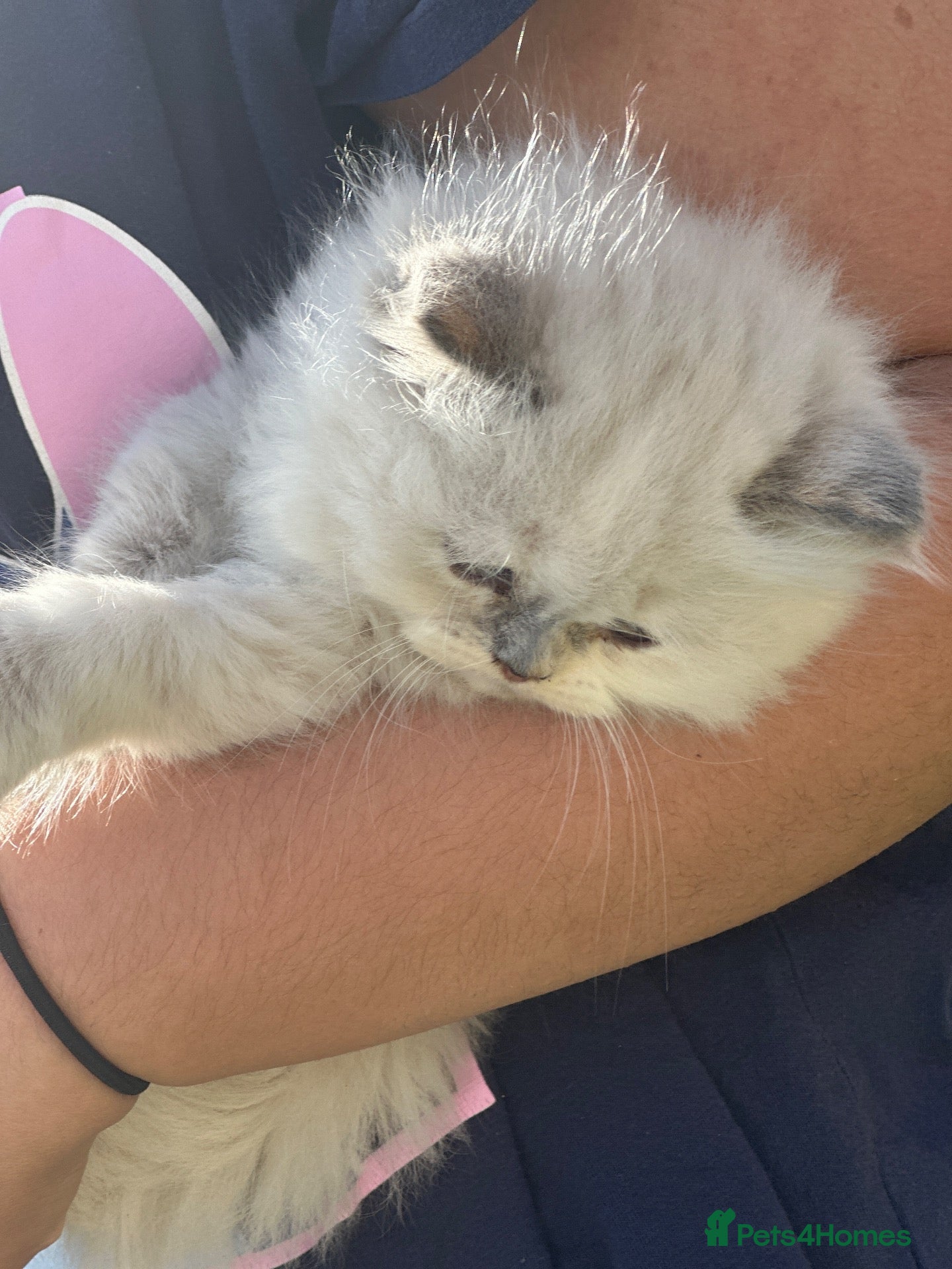 Persian cats Fluffy kitten  - Advert 13