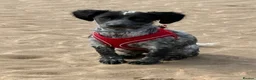 English Springer Spaniel dogs for sale: 3 month old springer spaniel in Gainsborough - Advert 1