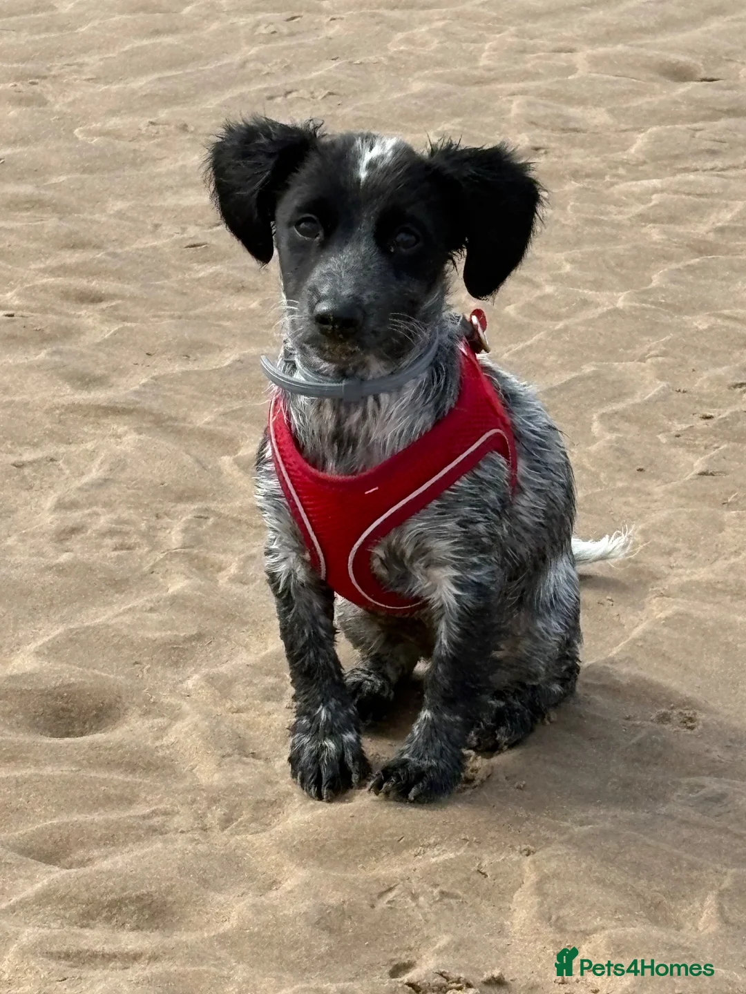 English Springer Spaniel dogs for sale: 3 month old springer spaniel in Gainsborough - Advert 1