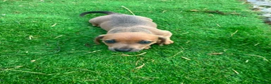 Miniature Dachshund 1
