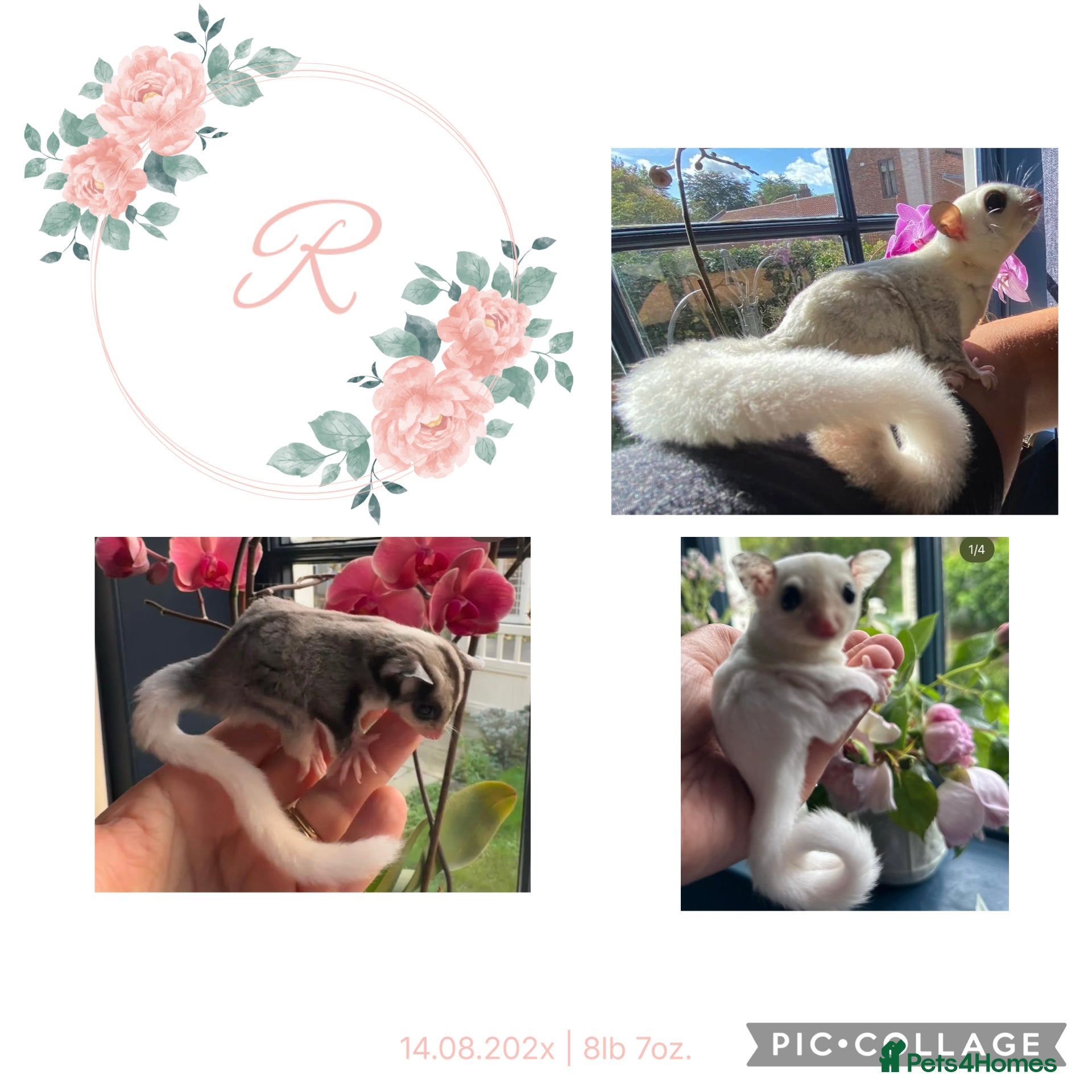 Sugar Glider rodents Sugar Gliders available to suitable homes - Advert 4