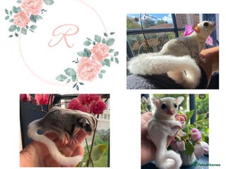 Sugar Glider rodents Sugar Gliders available to suitable homes - Advert 5