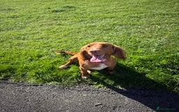 Cocker Spaniel dogs for sale: 7 beautiful cocker spaniel puppies 🩷💙 - Advert 21