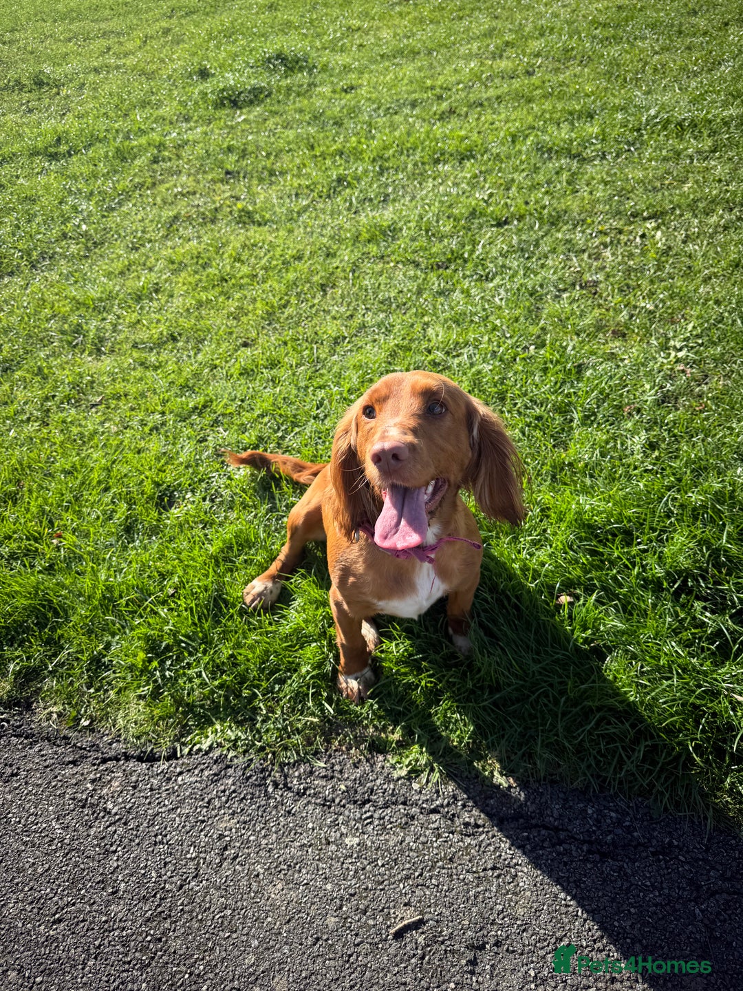 Cocker Spaniel dogs for sale: 7 beautiful cocker spaniel puppies 🩷💙 - Advert 21