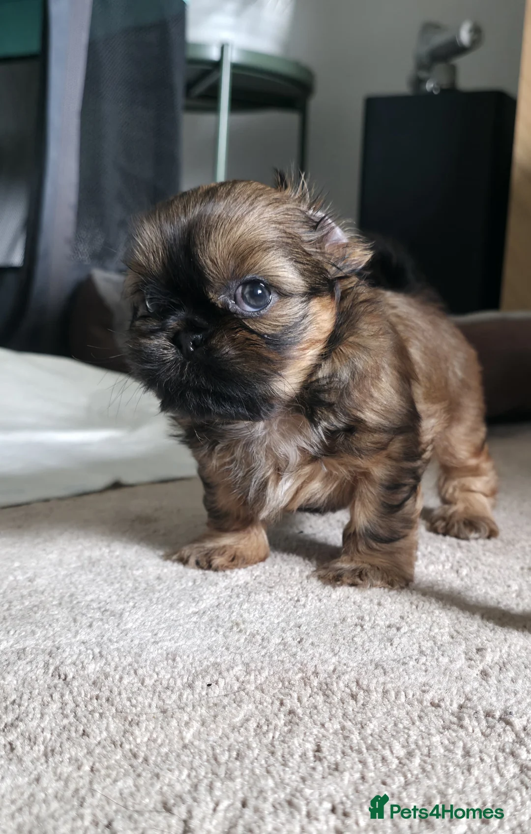 Shih Tzu dogs for sale: Stunning Tri-Colour Shih Tzu Puppy for Sale - Advert 1