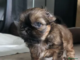 Shih Tzu dogs Stunning Tri-Colour Shih Tzu Puppy for Sale - Advert 18