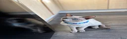Siamese cats for sale: Two Beautiful Siamese Cats for sale  in Leeds - Advert 7