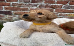 Labradoodle dogs for sale: Outstanding labradoodles from excellent pedigree  - Image 3