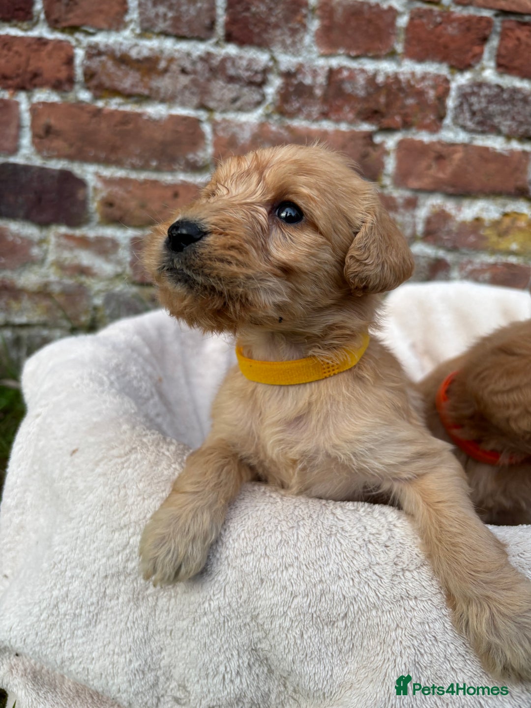 Labradoodle dogs for sale: Outstanding labradoodles from excellent pedigree  - Image 3