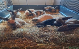 Mixed Breed rabbits for sale: Gorgeous litter of lop x bunnies  - Image 1