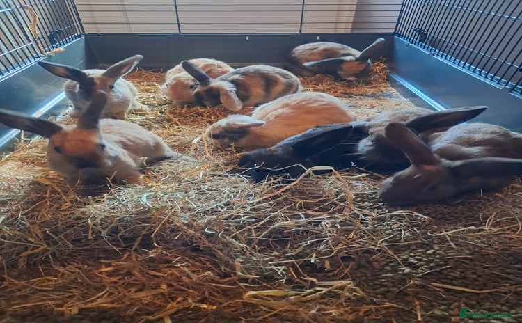Mixed Breed rabbits - Advert 5