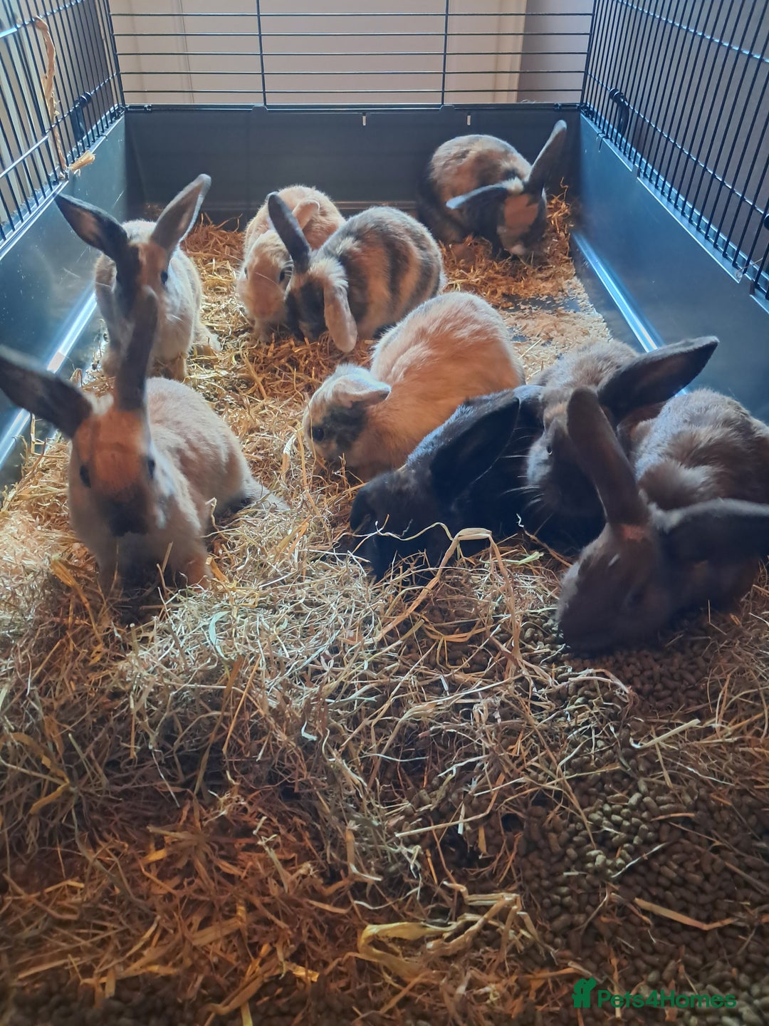 Mixed Breed rabbits for sale: Gorgeous litter of lop x bunnies  - Image 1