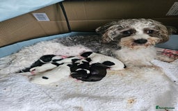 Shihpoo dogs for sale: Shihpoo puppies in Devon ... we're back!  - Image 7