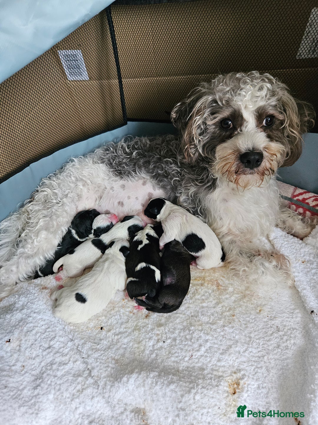 Shihpoo dogs for sale: Shihpoo puppies in Devon ... we're back!  - Image 7