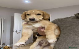 Mixed Breed dogs for adoption: HERSEY  - Advert 11