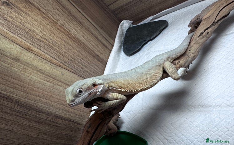 Bearded Dragon reptiles - Advert 1