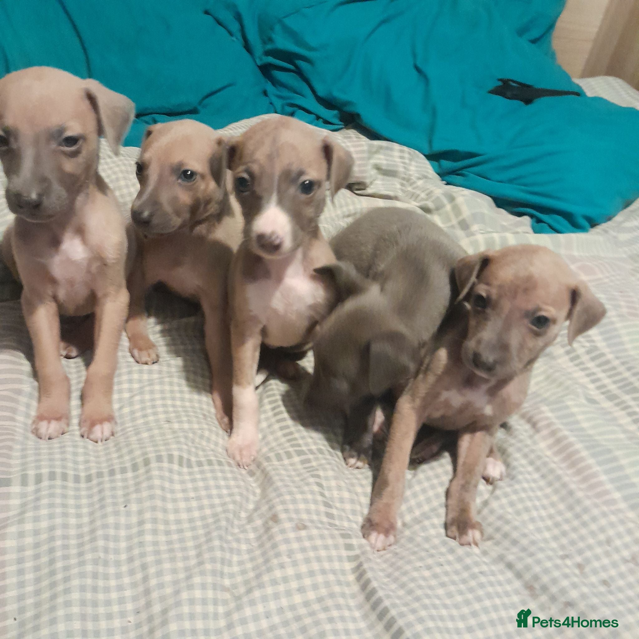 Mixed Breed dogs Whiggies. Whippet x Italuan greyhound - Advert 18