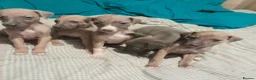 Mixed Breed dogs for sale: Whiggies. Whippet x Italuan greyhound - Advert 1