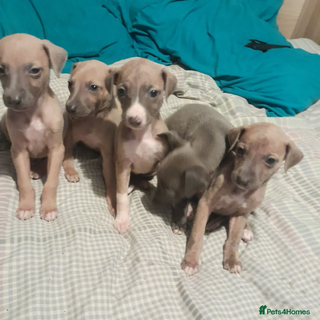 Mixed Breed dogs for sale: Whiggies. Whippet x Italuan greyhound - Advert 1