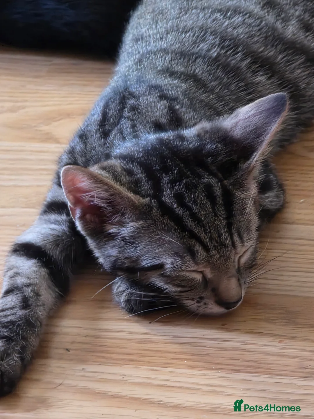 Mixed Breed cats for sale: Kittens ready for new homes - Advert 2