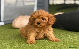 Cavapoo dogs for sale: 2 cavapoo puppies ready for there new homes  - Image 2