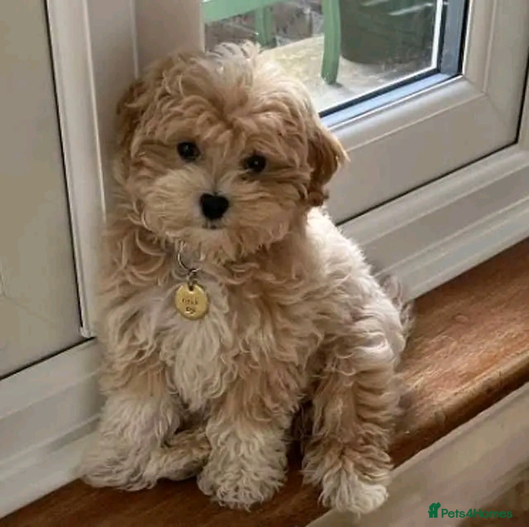Poodle dogs for sale: Beautiful Poodle Puppies Ready!!!!  - Image 5