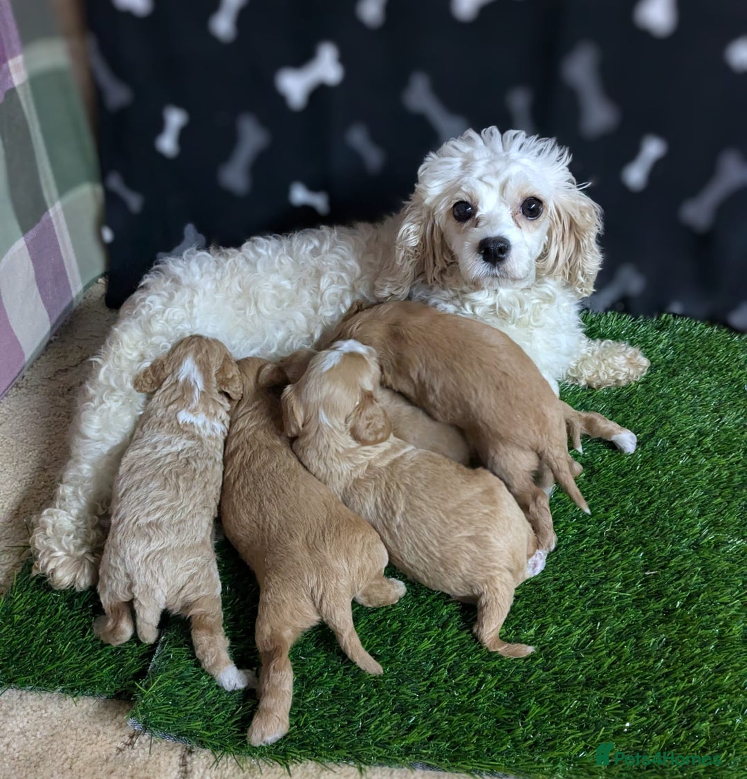 Cavachon dogs for sale: Adorable and Healthy Cavapoochon Puppies  - Image 7