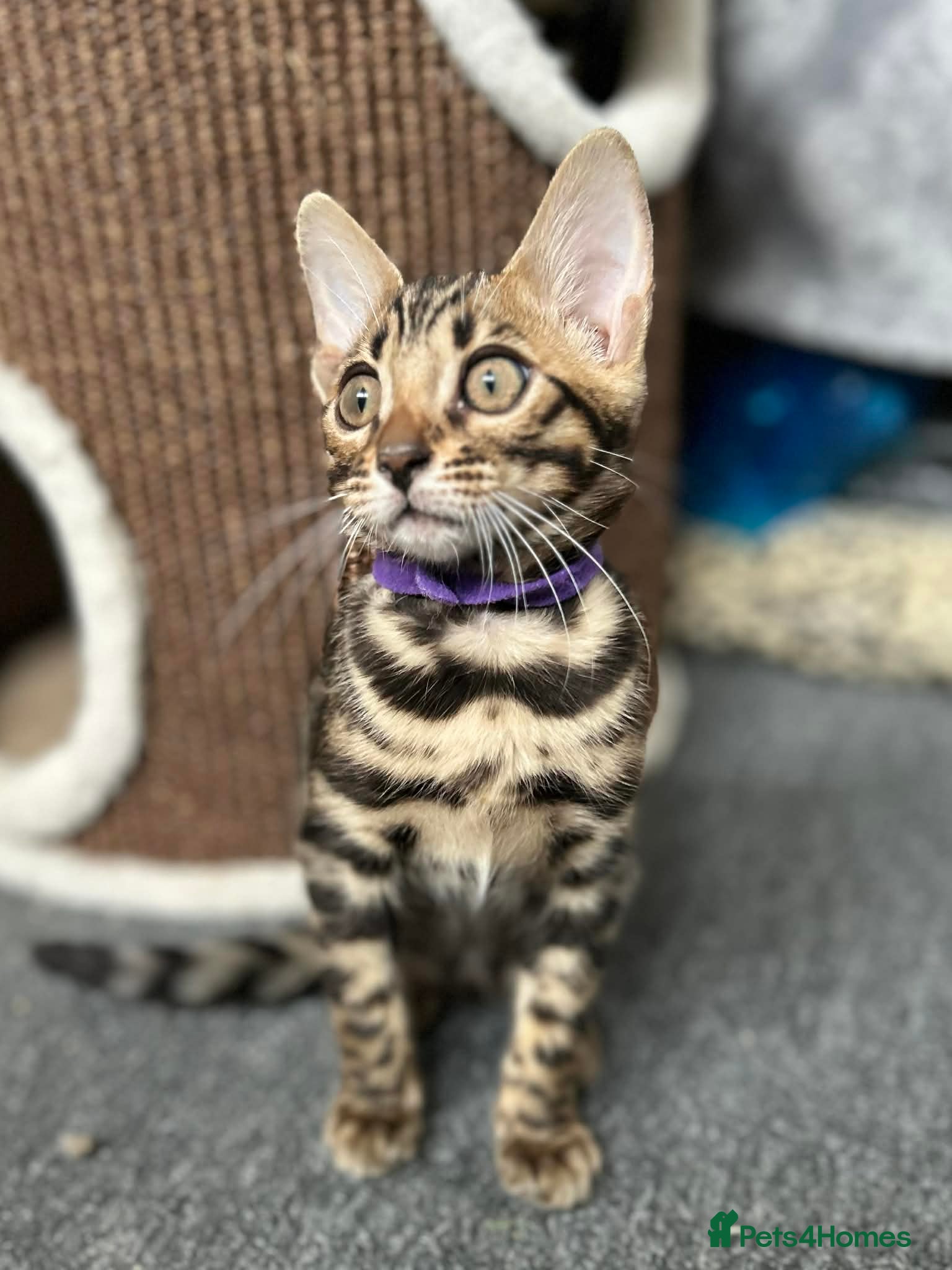 Bengal cats Ready now quality Bengal kittens TICA reg  - Advert 8