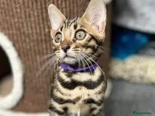 Bengal cats Ready now quality Bengal kittens TICA reg - Advert 1