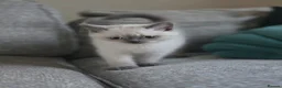 British Shorthair cats for sale: British shorthair  - Advert 6