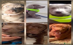 Labrador Retriever dogs for sale: Champain/chocolate puppys - Image 11