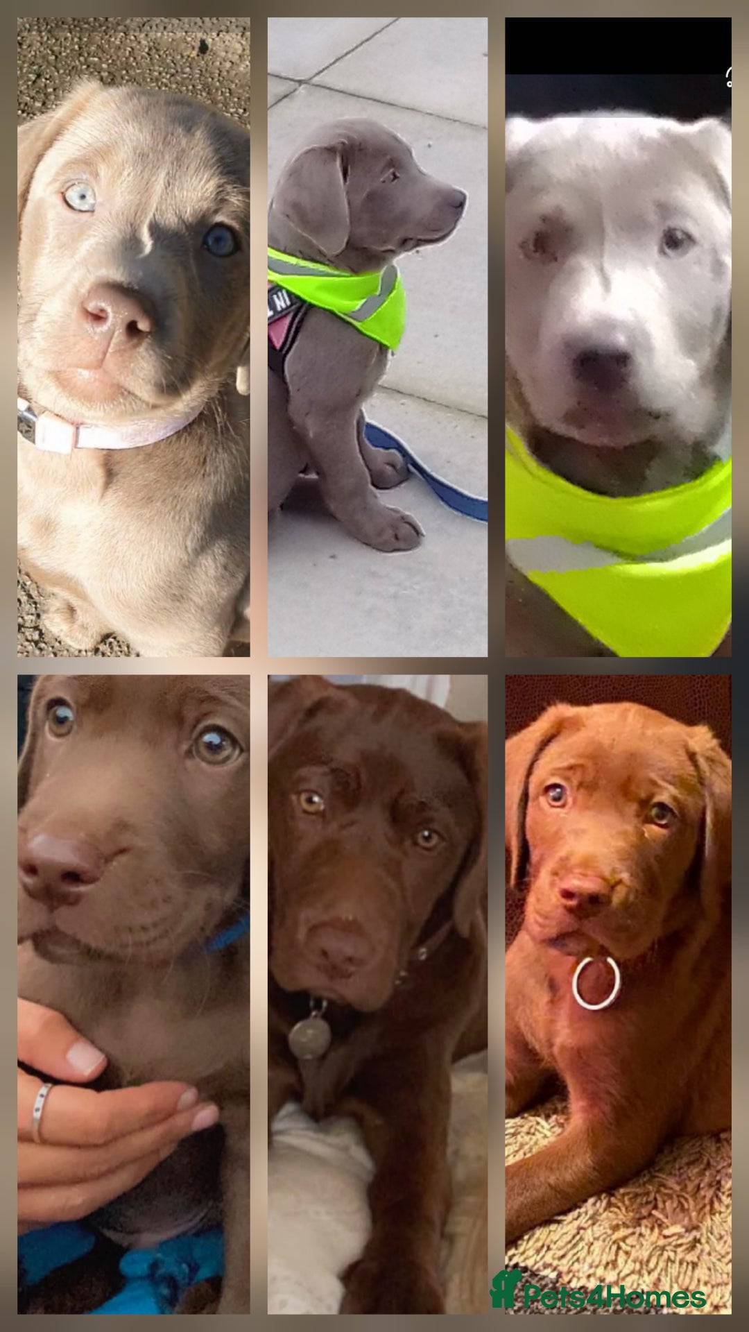 Labrador Retriever dogs for sale: Champain/chocolate puppys - Image 11