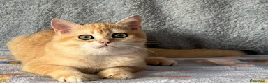 British Shorthair Kitten 1