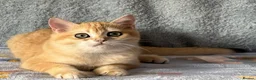 British Shorthair cats for sale: TICA Beautiful British Shorthair Kittens - Advert 21