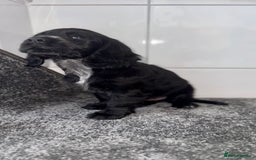 Cocker Spaniel dogs for sale: 6 stunning show type cocker spaniels  - Image 19