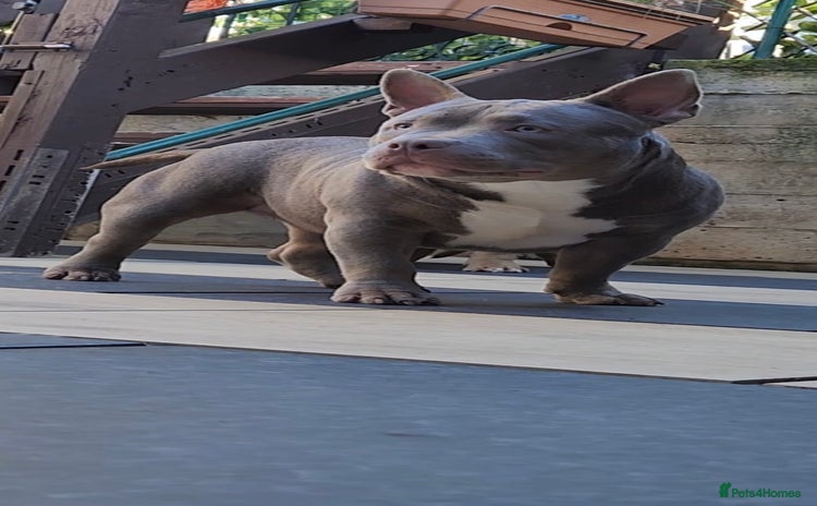 American Bully dogs - Advert 5