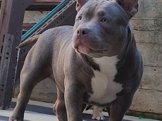 American Bully dogs - Advert 11