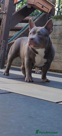 American Bully dogs - Advert 3