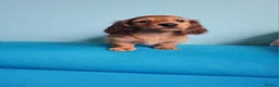 Miniature Dachshund dogs for sale: Gorgeous Miniature Dachshund Puppies in York - Advert 11