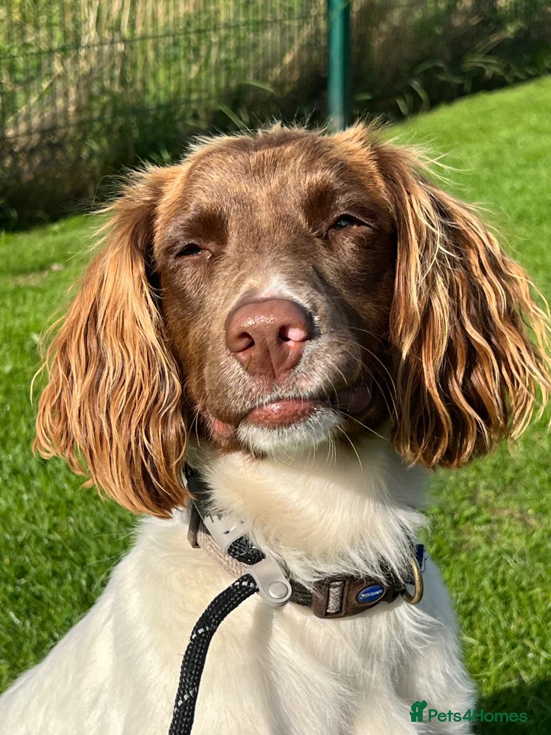 English Springer Spaniel dogs for sale: Kc springer spaniel puppies due soon  - Advert 2