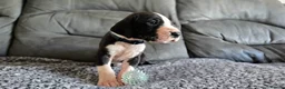 Great Dane dogs for sale: Exceptional Great Dane puppies 🐶  - Advert 14