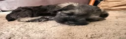 Miniature Schnauzer dogs for sale: KC Registered Miniature Schnauzer - Advert 3