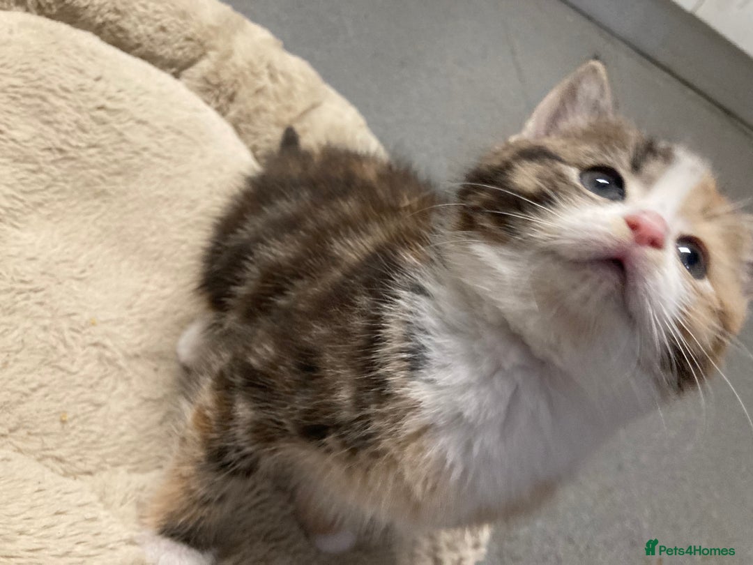 American Shorthair cats for sale: Stunning 8 week old girl American shorthair kitten - Advert 10