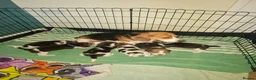 Beagle dogs for sale: Beautiful beagle puppies  - Advert 11
